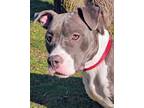 Adopt Meira a Pit Bull Terrier