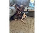 Adopt Alani (In foster) a Pit Bull Terrier