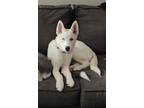 Adopt Crystal a Siberian Husky, Husky