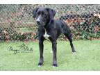 Adopt Bonnie a Labrador Retriever