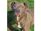 Adopt 23-146 Nova a Pit Bull Terrier