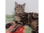 Adopt Sweety Pie a Domestic Short Hair