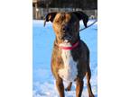 Adopt Piper a American Staffordshire Terrier, Pit Bull Terrier