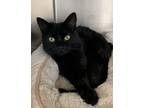 Adopt Hip Hop a Domestic Short Hair