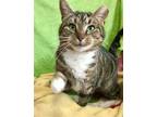 Adopt Genessee a Tabby, Domestic Short Hair