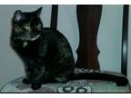 Adopt GYPSY B a Tortoiseshell