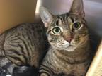 Adopt Eclair a Tabby, Domestic Short Hair