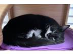 Adopt Moritica a Domestic Short Hair