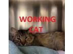 Adopt Working Cats a Domestic Medium Hair