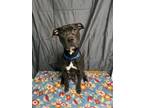 Adopt Ruby a Pit Bull Terrier