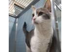 Adopt Lola a Domestic Short Hair