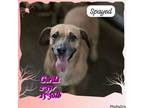 Adopt Gorda a Mixed Breed