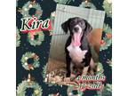 Adopt Kira a Mixed Breed