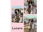 Adopt Lucero a Mixed Breed