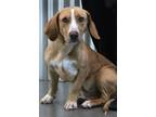 Adopt Miss Shorty a Basset Hound, Labrador Retriever