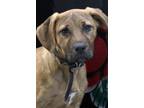 Adopt Winter a Bloodhound