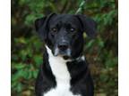 Adopt Genova a Black Labrador Retriever