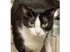 Adopt Becky a Domestic Short Hair