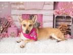 Adopt Marigold - EXT ZT a Corgi