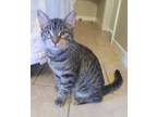 Adopt Poppi a Domestic Short Hair