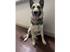 Adopt MAYA a German Shepherd Dog