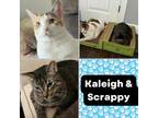 Adopt Bonded Pair Kaleigh and Scrappy a Calico, Tabby