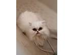 Adopt AXOLOTYL & ATHENA a Persian