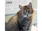 Adopt Gigi a Tabby, Domestic Short Hair