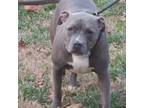 Adopt Ziva in Gloucester VA a Pit Bull Terrier