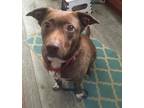 Adopt Cara a Terrier, Labrador Retriever