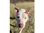 Adopt Ginger a Pit Bull Terrier
