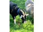 Adopt Midnight and Cyclon a Goat