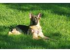 Adopt Dimond a German Shepherd Dog