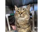 Adopt Li Li a Domestic Short Hair