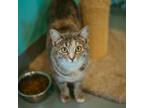 Adopt Cheeze-It a Domestic Short Hair