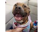 Adopt BILLIE- Needs a forever home! a Boxer, Terrier