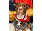 Adopt Ahsoka a Pit Bull Terrier, Mixed Breed