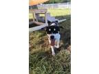 Adopt *Kiwi a Labrador Retriever, Border Collie