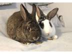 Adopt Skittles & Starburst a American