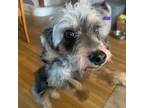 Adopt Phoebe a Schnauzer, Poodle