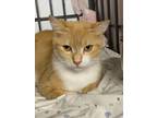 Adopt Hailey a Domestic Short Hair