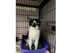 Adopt Blanche a Domestic Short Hair