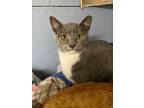 Adopt Summer a Domestic Short Hair