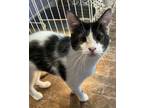 Adopt Mook the Perma-Kitten! a Domestic Short Hair