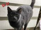 Adopt Di Di a Domestic Short Hair