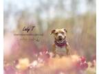 Adopt Lady "T" a Terrier