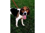 Adopt Allie a Brown/Chocolate Treeing Walker Coonhound / Mixed dog in Walpole