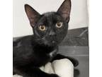 Adopt Cole a All Black Domestic Shorthair / Mixed cat in Lindenwold