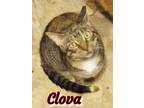 Adopt Clova a Domestic Short Hair
