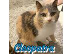 Adopt Cleopatra a Dilute Calico